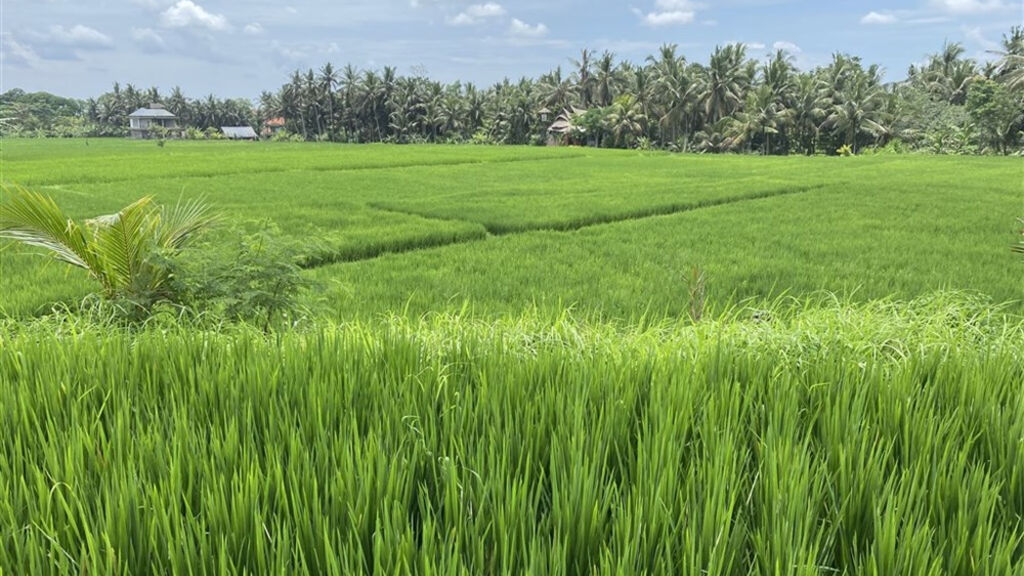 Bali - ostrov chrámů, rýžových polí a úsměvů - fotografie