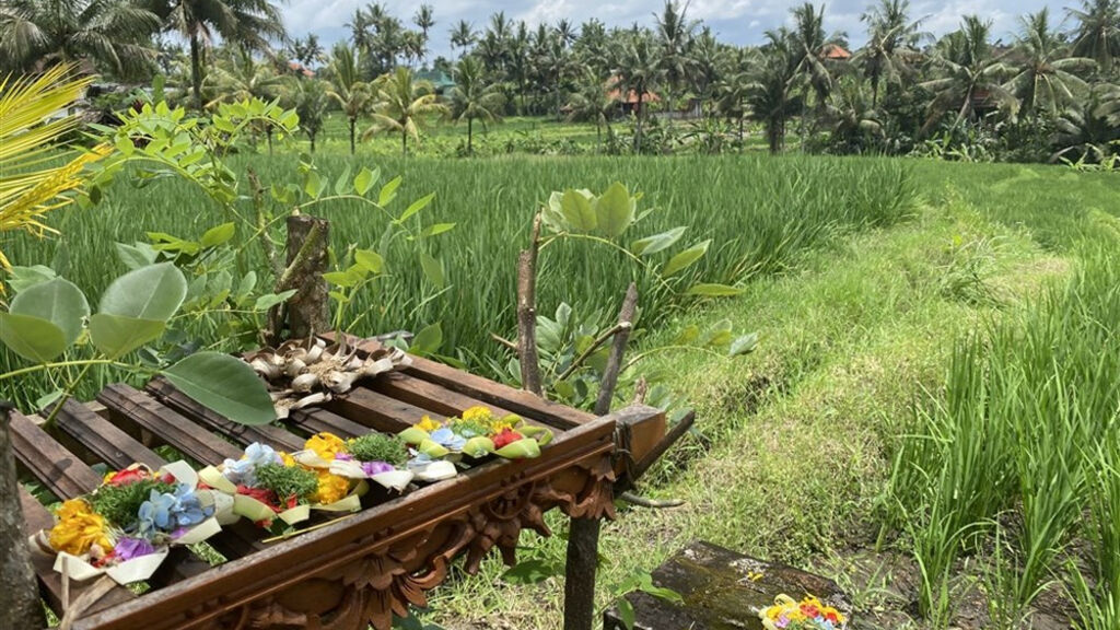 Bali - ostrov chrámů, rýžových polí a úsměvů - fotografie