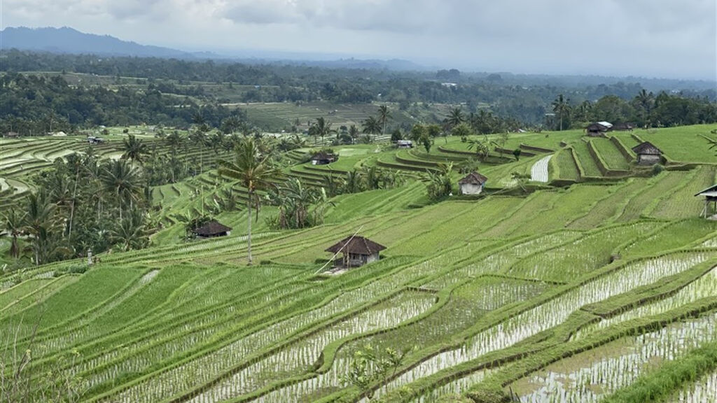 Bali - ostrov chrámů, rýžových polí a úsměvů - fotografie