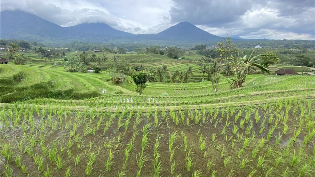 Bali - ostrov chrámů, rýžových polí a úsměvů - fotografie