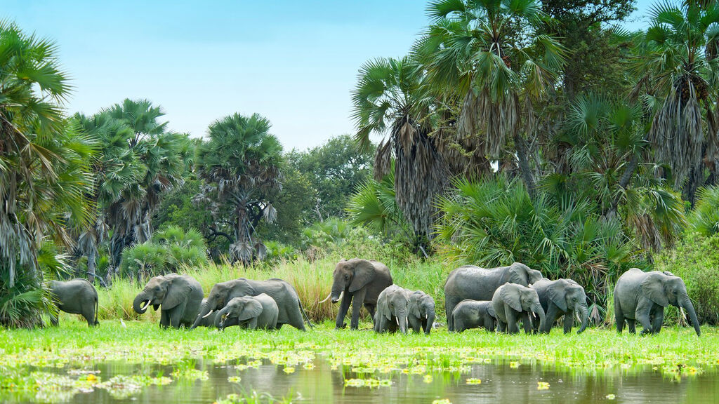 Divoká Příroda Afriky - fotografie