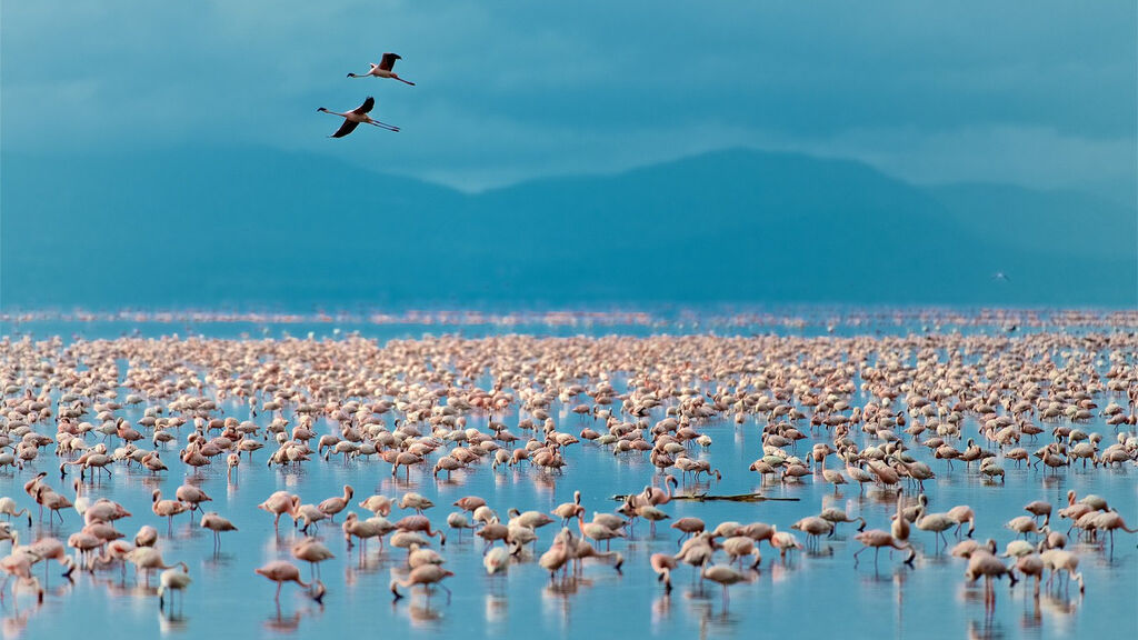 Divoká Příroda Afriky - fotografie