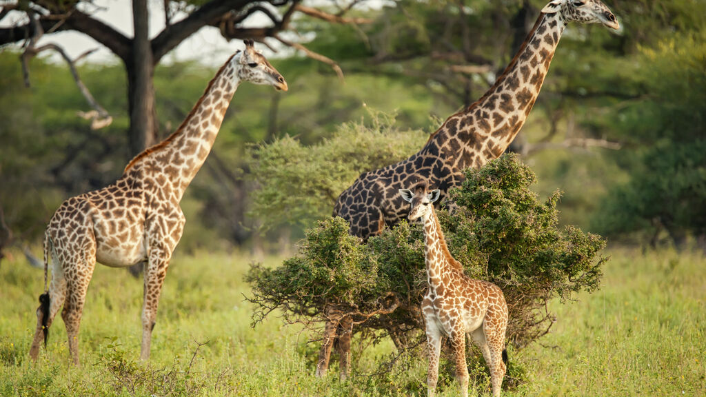 Divoká Příroda Afriky - fotografie