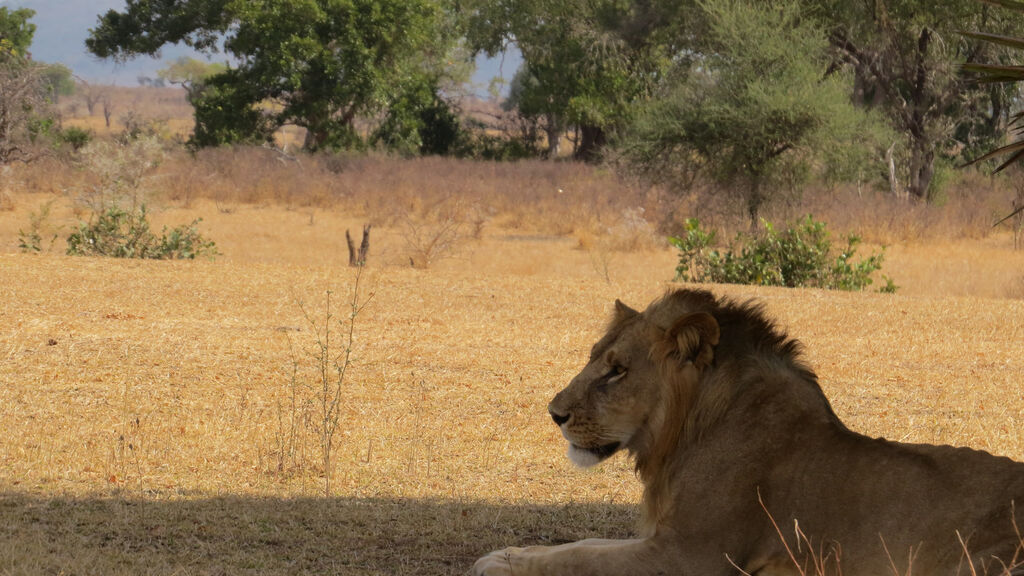 Divoká Příroda Afriky - fotografie