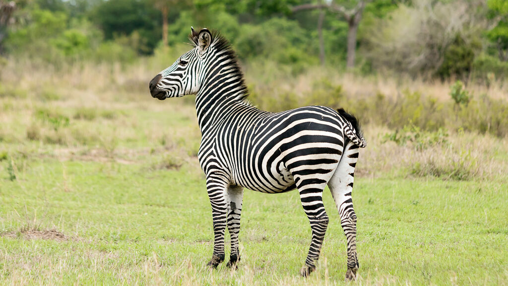 Divoká Příroda Afriky - fotografie