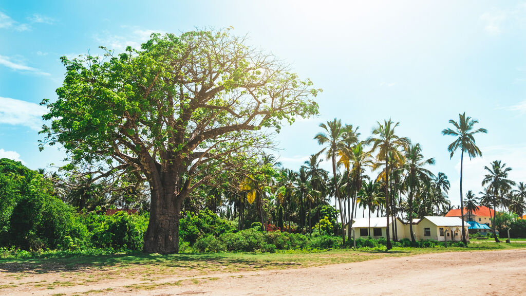 Divoká Příroda Afriky - fotografie