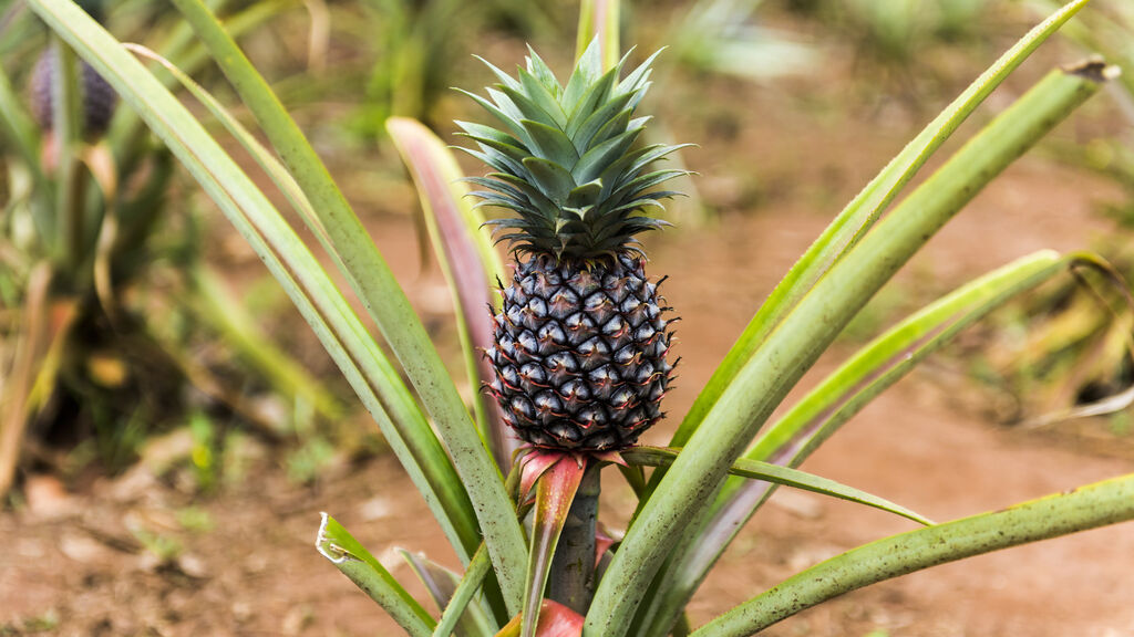 Divoká Příroda Afriky - fotografie