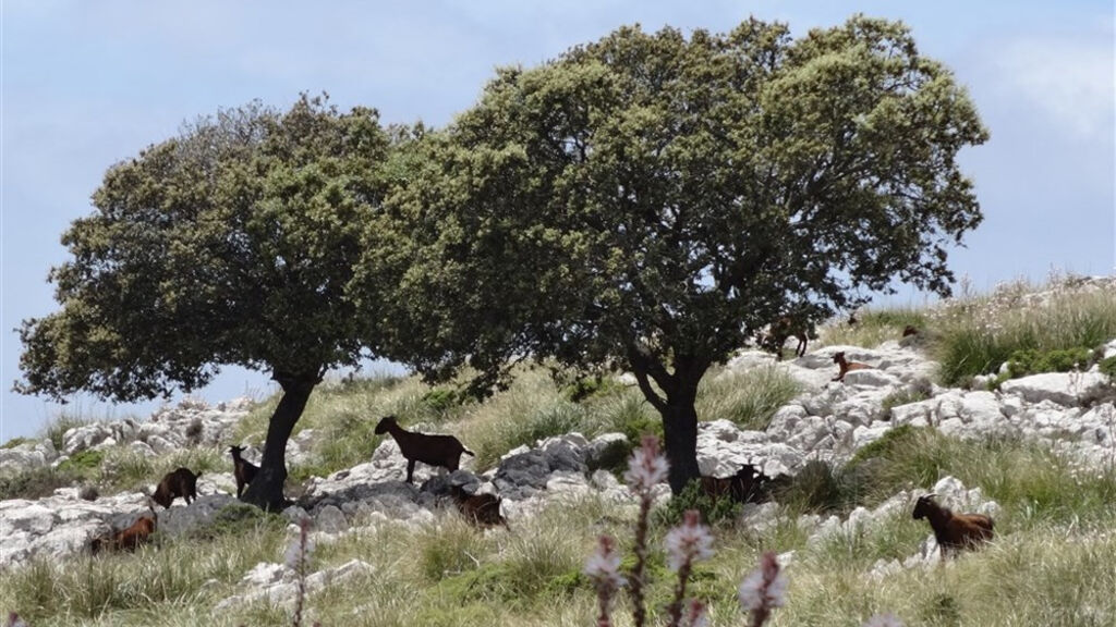 Mallorca s turistikou - nedotčená příroda a tradiční architektura - fotografie