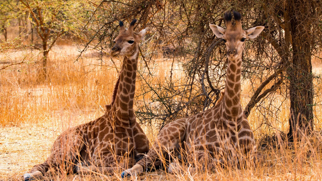 Okruh Senegalem Se Safari A Koupáním - fotografie