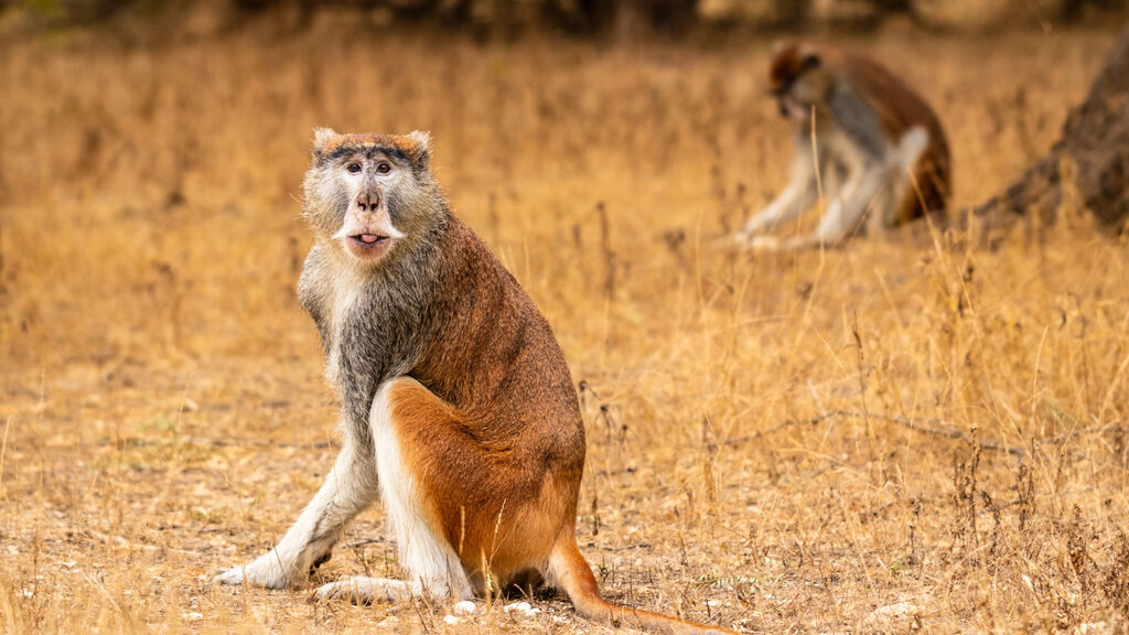 Okruh Senegalem Se Safari A Koupáním - fotografie