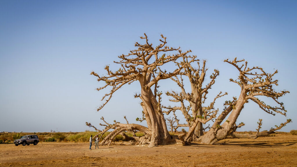 Okruh Senegalem Se Safari A Koupáním - fotografie