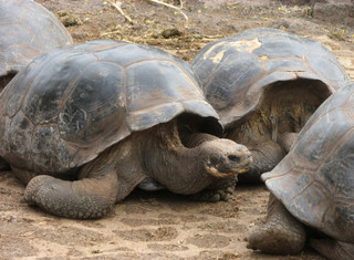 Galapágy - ilustrační fotografie